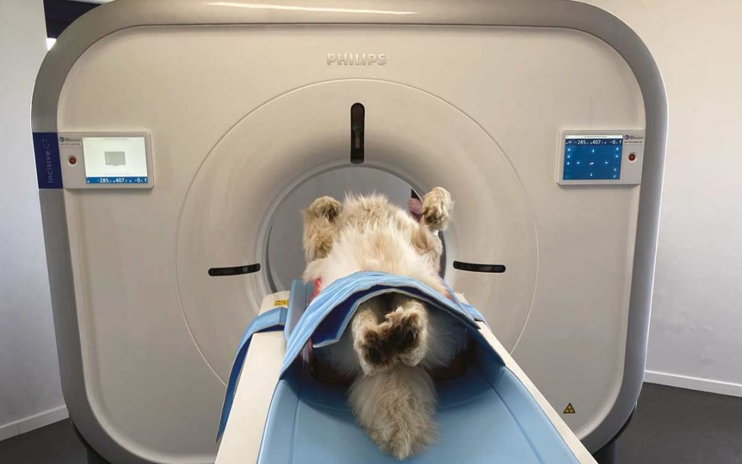 Visé : La clinique vétérinaire installe un scanner flambant neuf