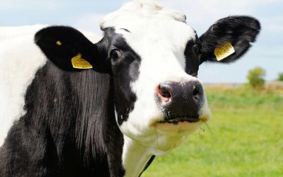 Du Pré à la Bouche : journées fermes ouvertes  les 11 et 12 septembre 2021 de 10H à 18H00
