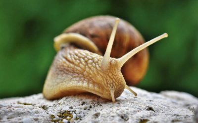 JOURNÉE DE L’ESCARGOT ET DU COQUILLAGE – Dimanche 19/09