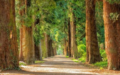 VILLE DE VISÉ : Journée de l’arbre