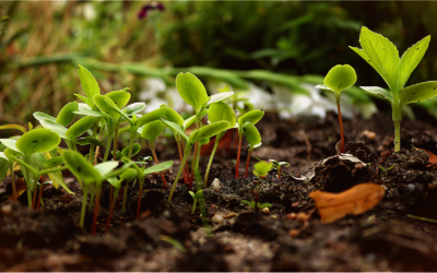 INITIATION AU JARDINAGE BIOLOGIQUE EN S’INSPIRANT DE LA PERMACULTURE