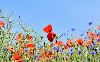 Cercle Horticole de Visé  – cycle de conférences 