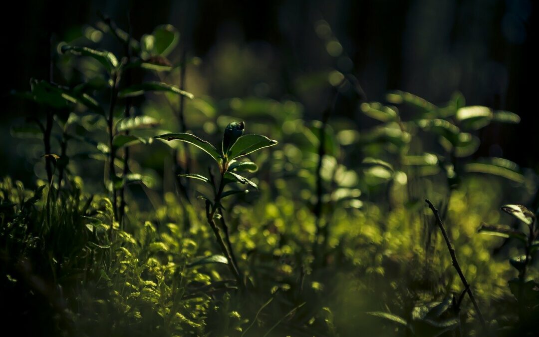 Gestion forestière : Aménagement des talus dans le Thier de Sarolay￼