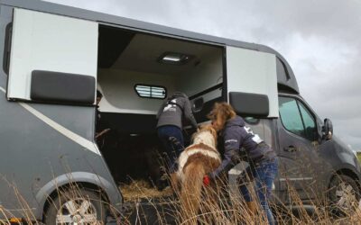 Saisie de 12 poneys et un cheval affamés à Visé