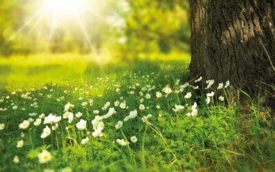 OUPEYE – NATURE AU JARDIN