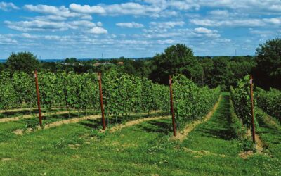 VENDANGES ANTICIPÉES DANS LES VIGNOBLES DE LA BASSE-MEUSE