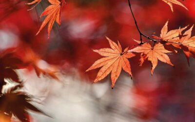C’est l’automne