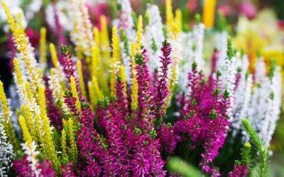 Les fleurs dans les espaces publics, un atout à préserver 