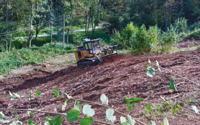 Restauration d’une prairie mésophile à la Julienne