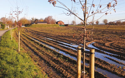 La Ville de Visé plante pour la biodiversité et le paysage 