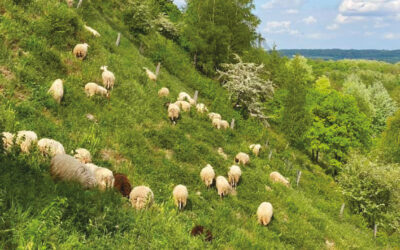 Transhumance de Visé à Fourons 