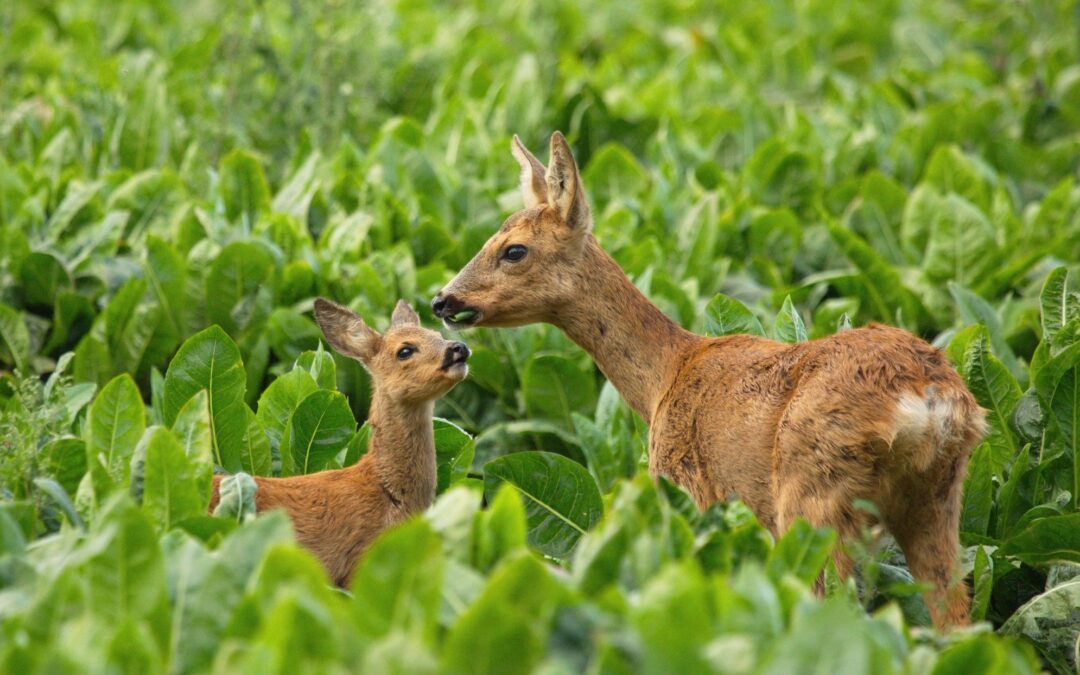 Vous êtes agriculteur et vous aimez les animaux ?