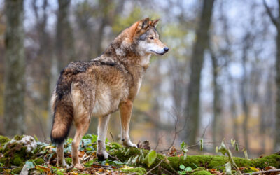 Passage d’un loup sur le territoire visétois