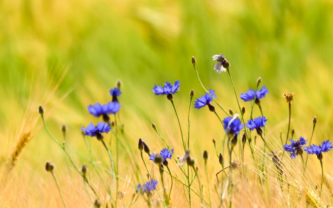 Restauration de la nature et de la biodiversité : Projet « BiodiverCité 2023 » 