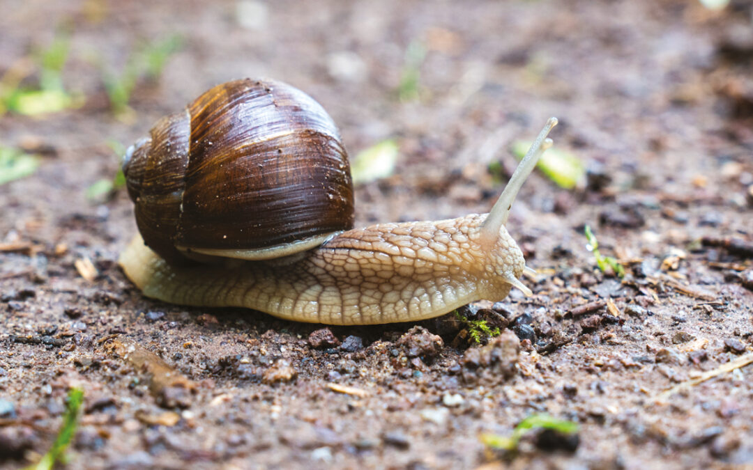 Journée de l’escargot et du coquillage