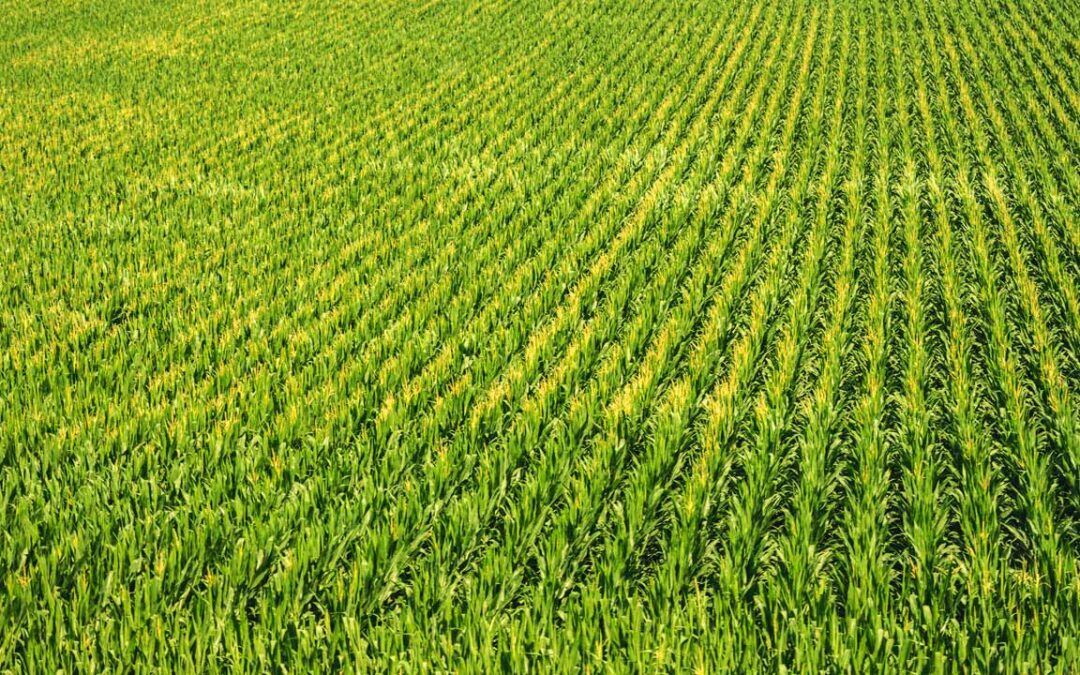 Vente de terres agricoles à Dalhem (Bombaye)