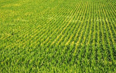 Vente de terres agricoles à Dalhem (Bombaye)