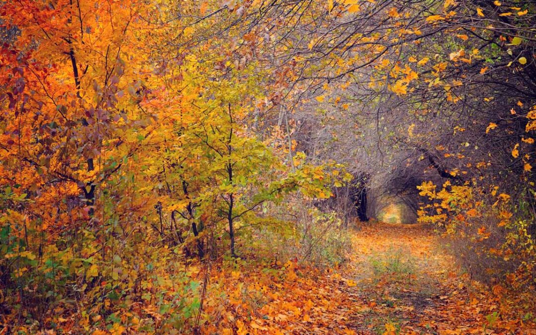 Conférence : la Forêt wallonne ! 