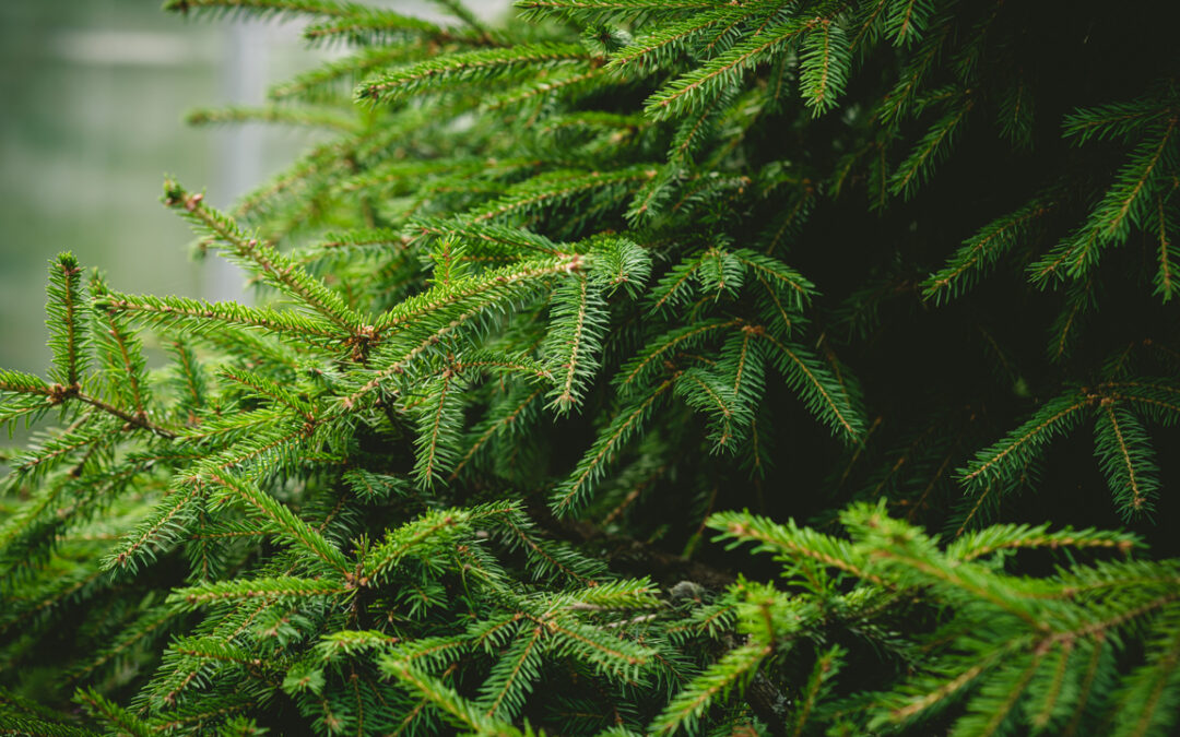 Ramassage des sapins 