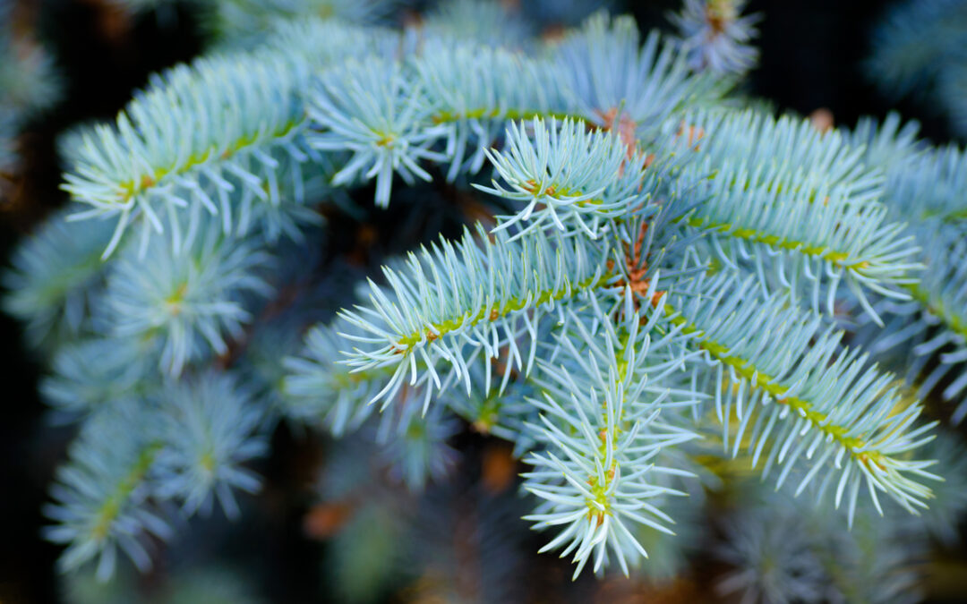 Ramassage des sapins