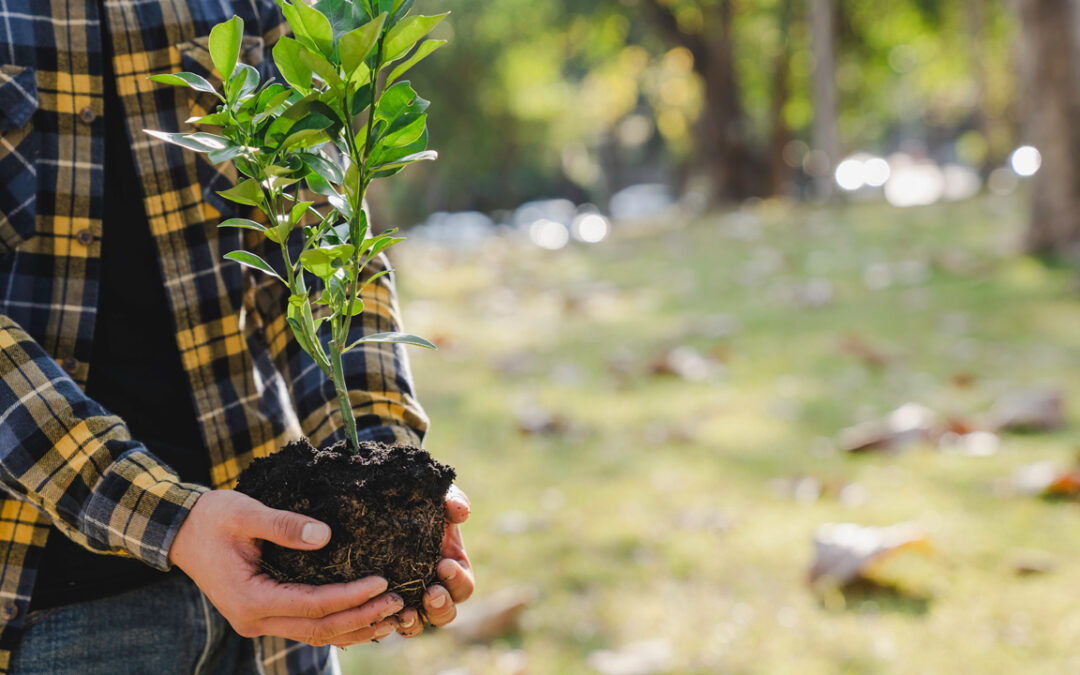 Beau succès pour la semaine de l’arbre à Visé