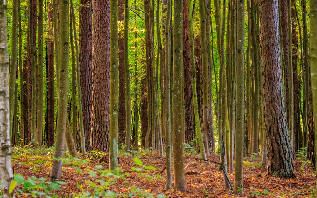 Sylva Nova initie une réflexion collective au sujet de sa forêt à Argenteau