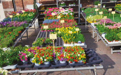 Marché de Visé 