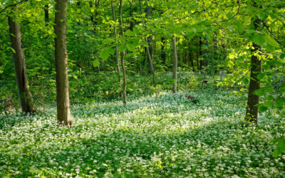 À l’école du dehors, la nature devient la meilleure des enseignantes