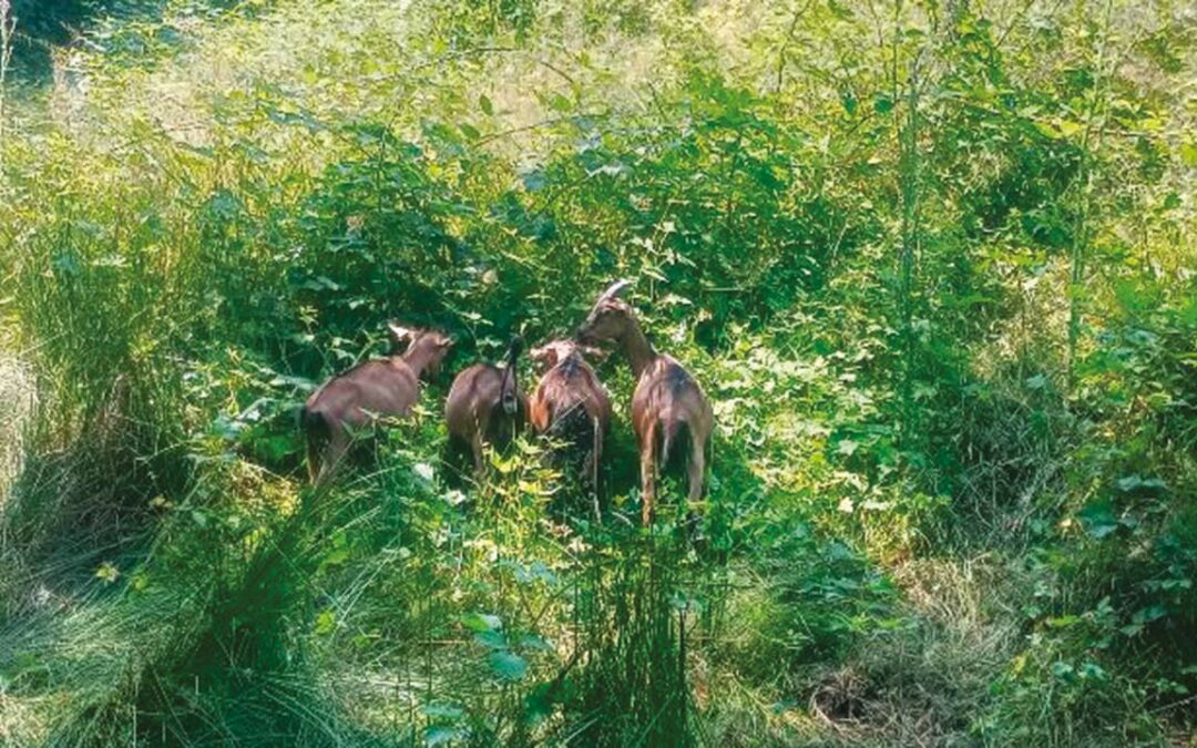 Environnement : entretien d’une prairie communale par pâturage à la Julienne