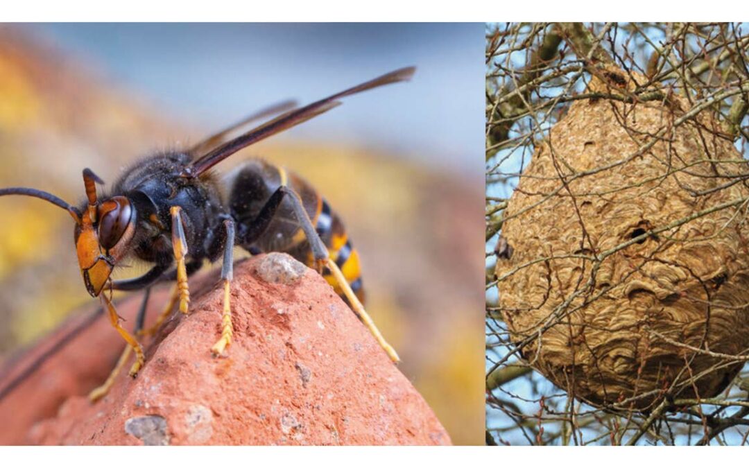 Appel aux Visétois(e) : Piégeage du frelon asiatique