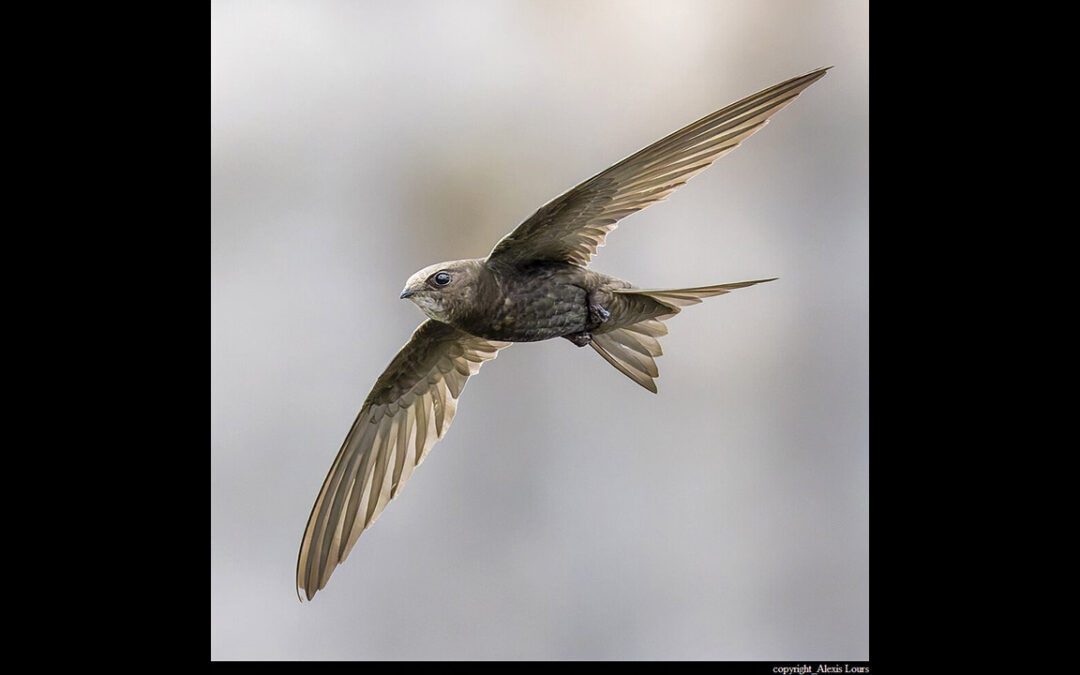 Cercle Horticole de Visé 