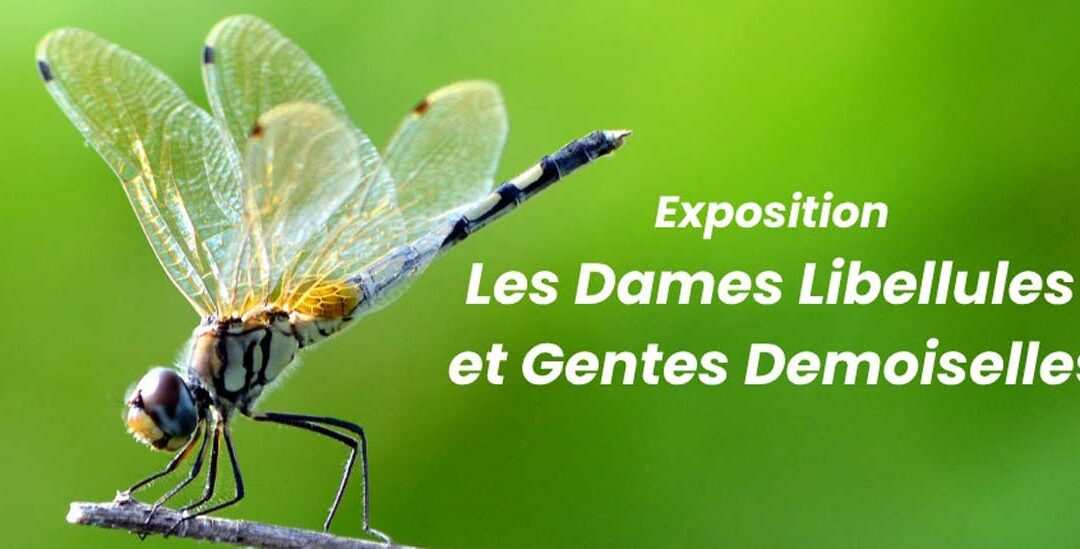 Exposition temporaire, gratuite « Dames Libellules et Gentes Demoiselles »