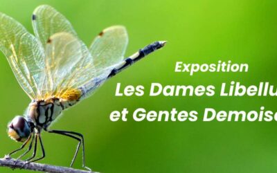Exposition temporaire, gratuite « Dames Libellules et Gentes Demoiselles »