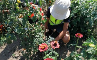 Le potager communautaire et collectif de Cheratte-Hauteur prépare la nouvelle saison !