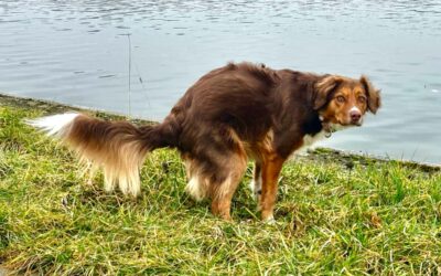 Entretien des trottoirs