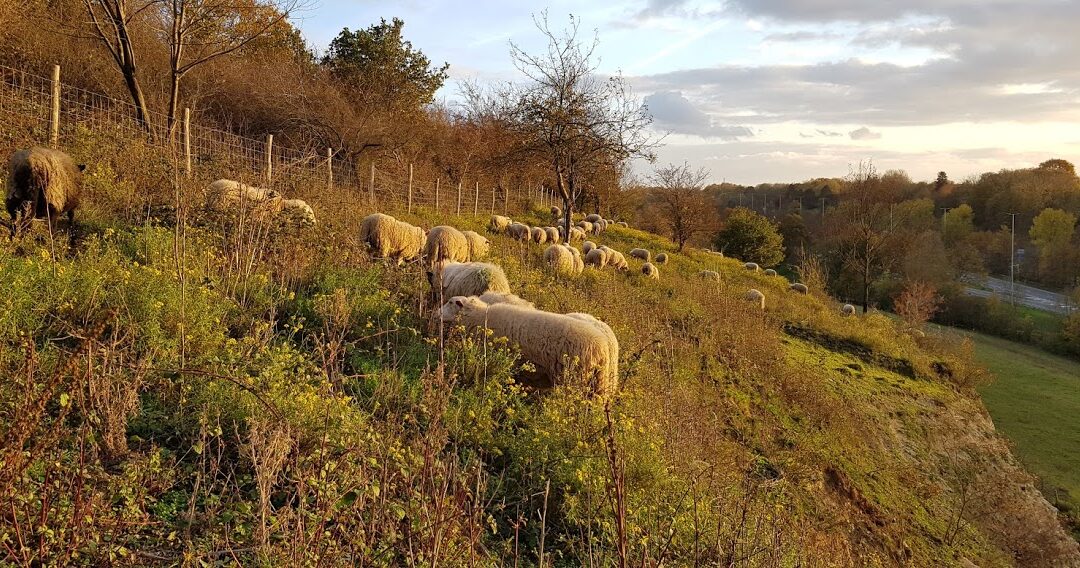 Visite guidée dans la réserve naturelle de la Montagne Saint-Pierre