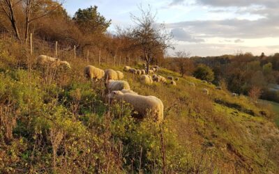 Visite guidée dans la réserve naturelle de la Montagne Saint-Pierre