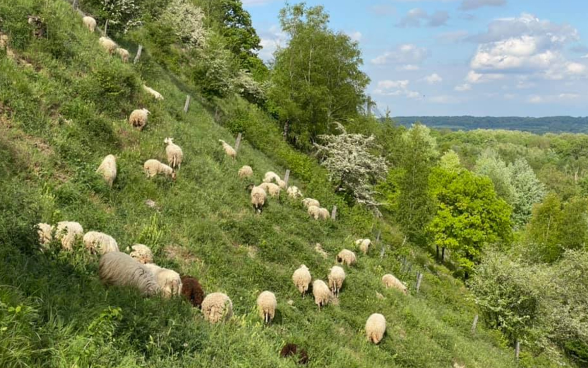 mouton