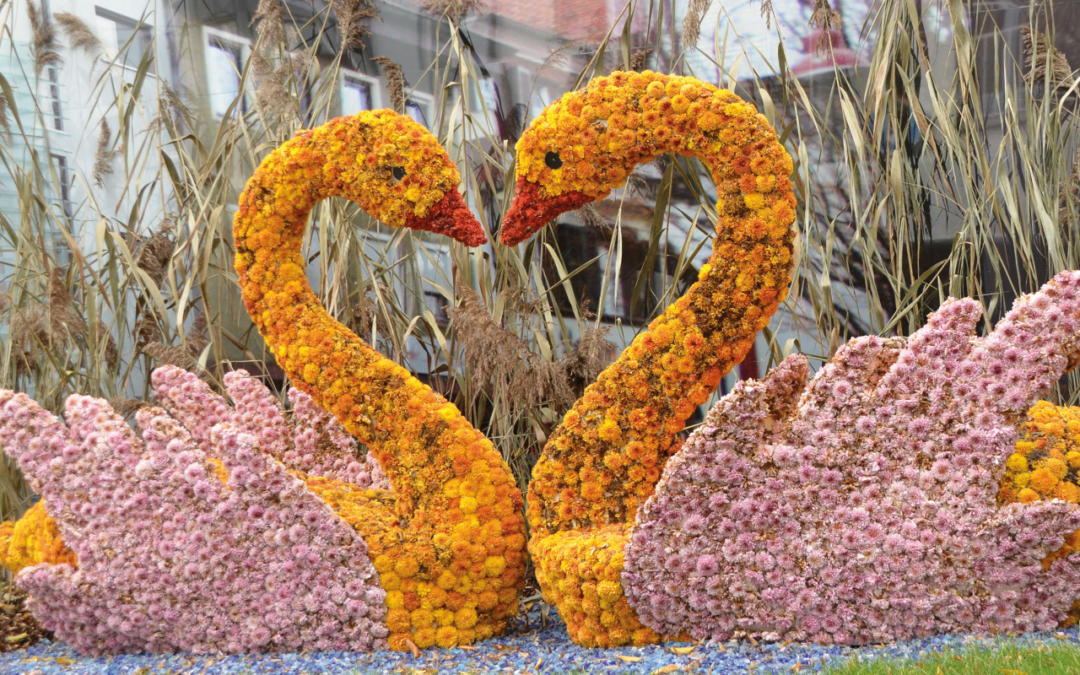 Le festival des chrysanthèmes à Lahr et le terroir alsacien